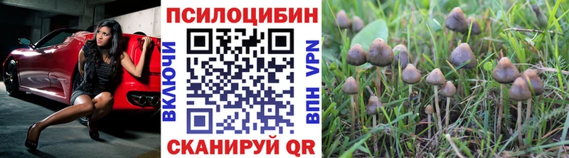 Псилоцибиновые грибы Psilocybe  где продают наркотики  Дно 